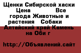 Щенки Сибирской хаски › Цена ­ 18 000 - Все города Животные и растения » Собаки   . Алтайский край,Камень-на-Оби г.